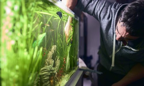 Picture of Fish Tank Cleaning Service & Aquarium Maintenance in Chennai