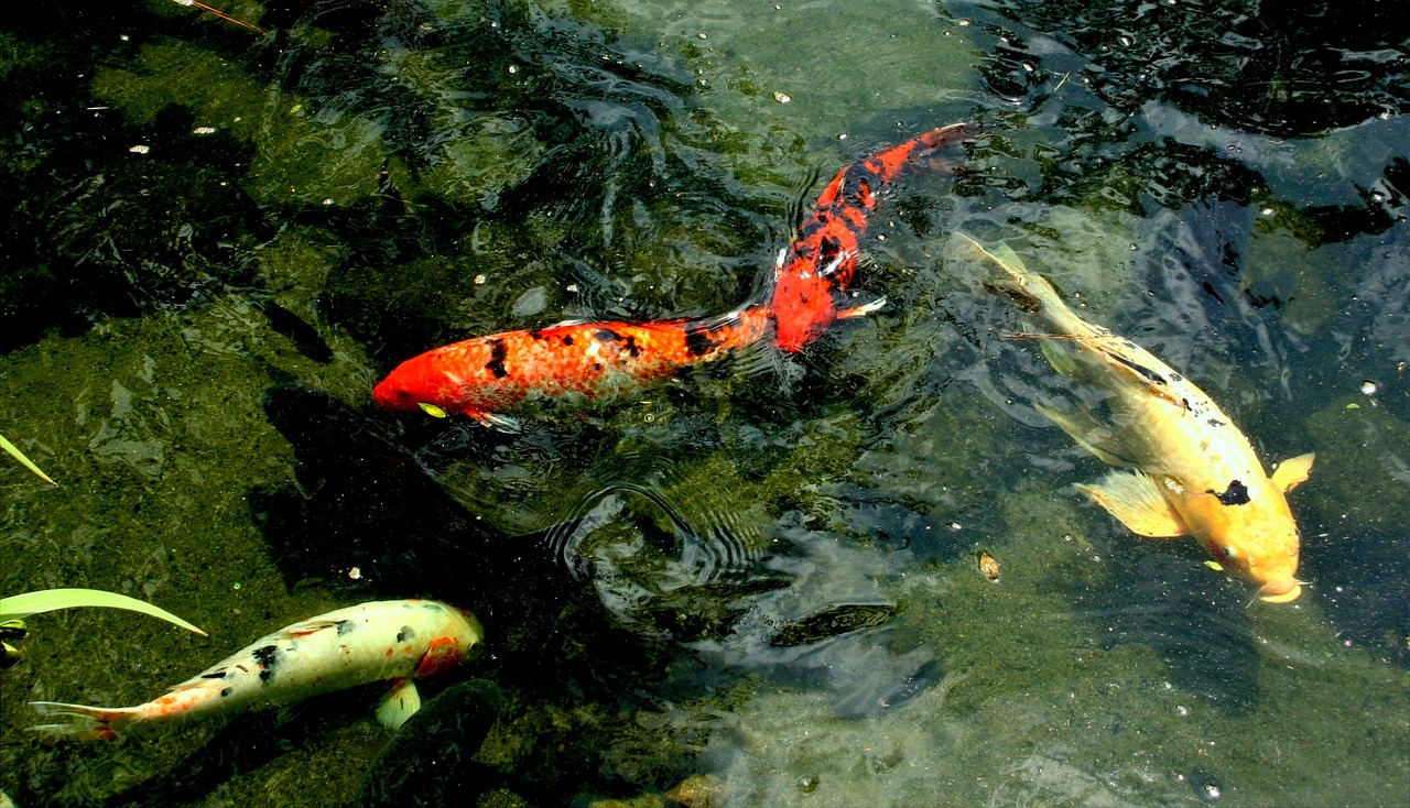 koi, fish, swim-53774.jpg